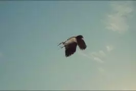 Rufus le faucon patrouilles à wimbledon