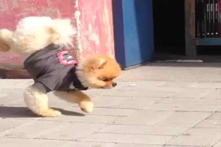 Chien se tient sur ses pattes avant