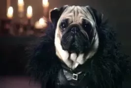 Les roquets de Westeros