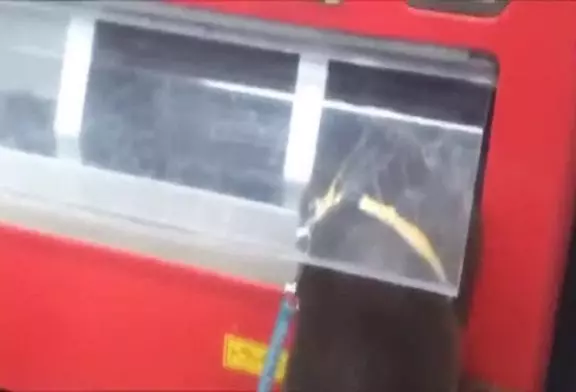 Loutre obtient du jus d’un distributeur automatique