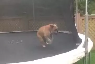 Heureux comme un chien sur un trampoline