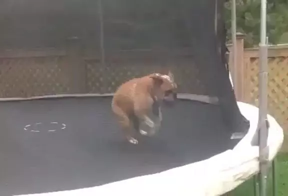 Heureux comme un chien sur un trampoline