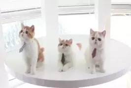 Trois chatons à la recherche d’emplois