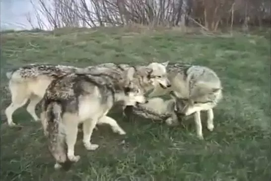 Meute de loups aime un photographe