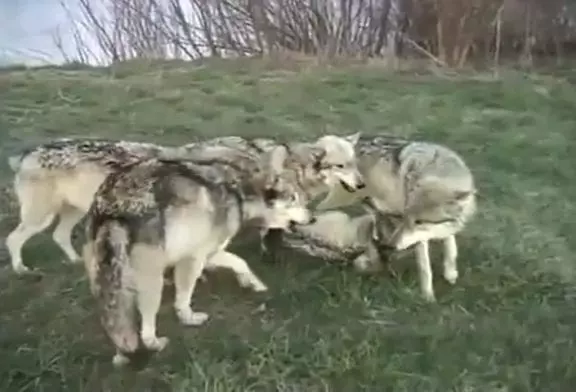 Meute de loups aime un photographe