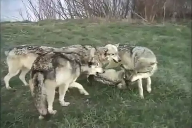 Meute de loups aime un photographe