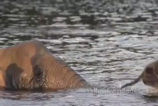 Eléphant joue à va chercher avec son ami chien