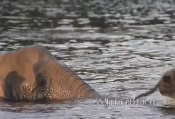 Eléphant joue à va chercher avec son ami chien