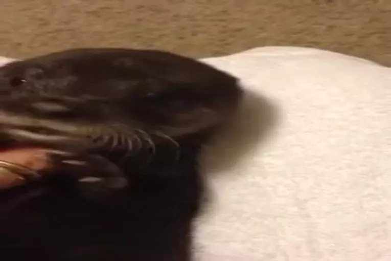 Un adorable bébé loutre