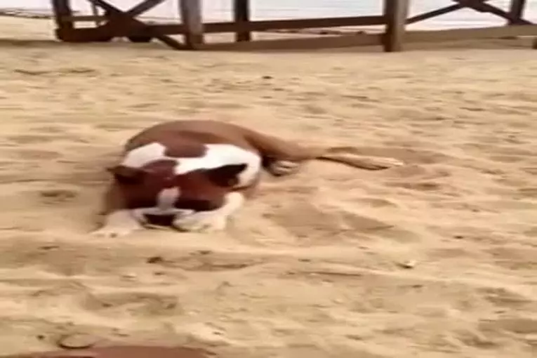 Chien mange un citron et devient fou