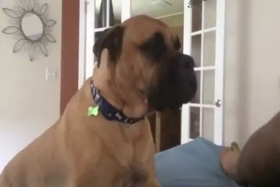 Mignon bullmastiff ne veut pas quitter le lit