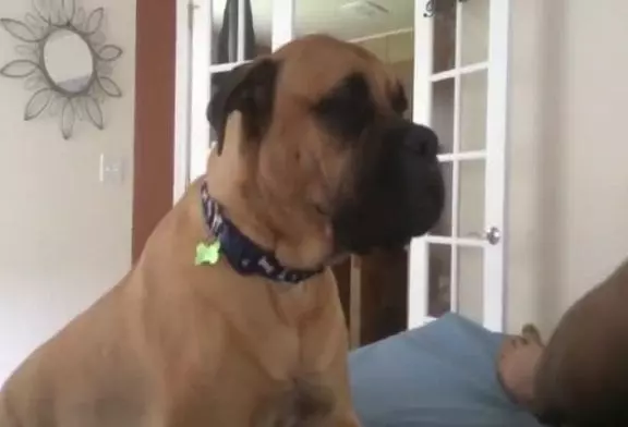 Mignon bullmastiff ne veut pas quitter le lit