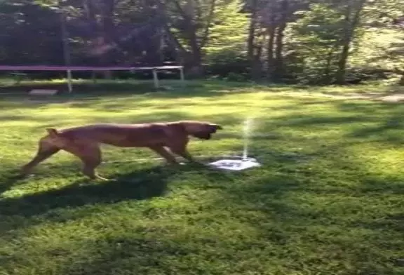 Chiot aime sa nouvelle fontaine d’eau