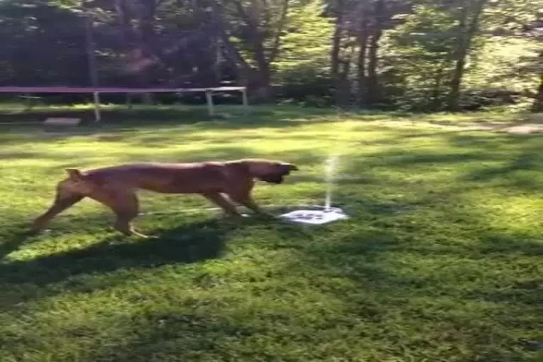 Chiot aime sa nouvelle fontaine d’eau