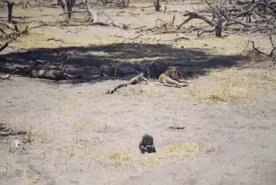 Caméra en plein coeur d’une horde de lions