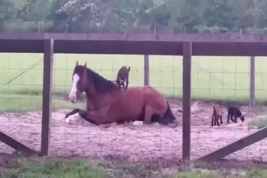 Chevreaux jouant avec un cheval