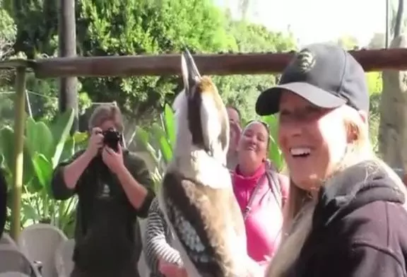 Crikey de Kookaburra rit avec le public d'un zoo