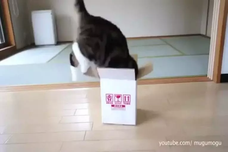 Les chats aiment se faufiler dans des espaces restreints
