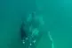 Une baleine défonce la caméra des plongeurs