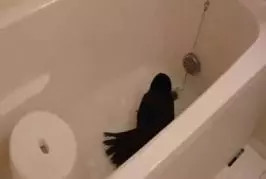 Un oiseau prend un bain