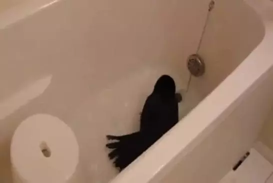 Un oiseau prend un bain