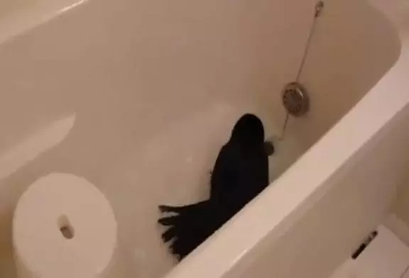 Un oiseau prend un bain