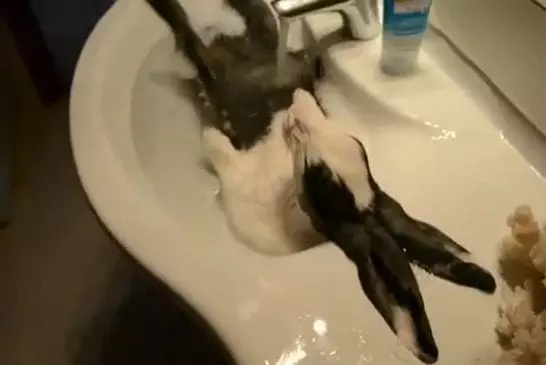 Lapin s’endort dans le bain