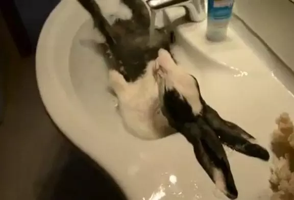 Lapin s’endort dans le bain