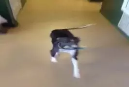 Le meilleur réceptionniste vétérinaire au monde