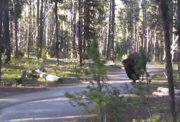 Comment être calme autour d’un bison