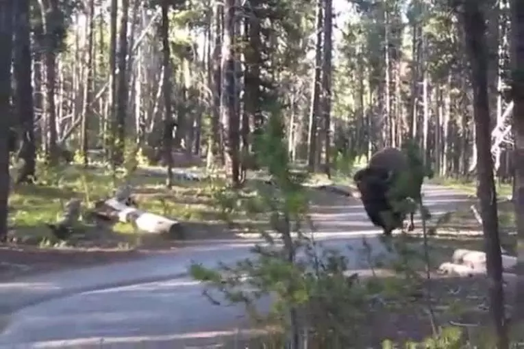 Comment être calme autour d’un bison