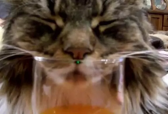 Chat ronfle dans un verre de jus d’orange