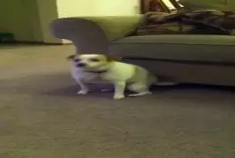 Chien secouant la croupe