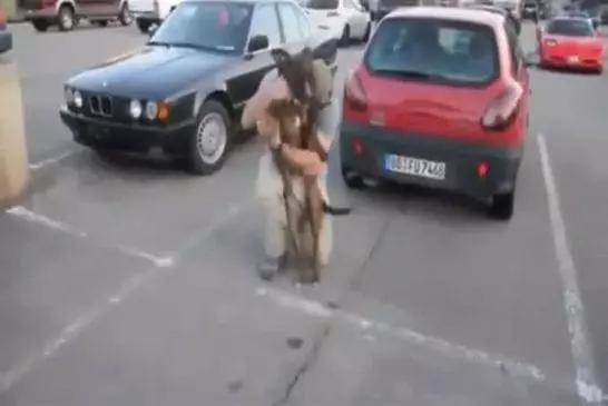 Retrouvaille entre un chien et son maitre