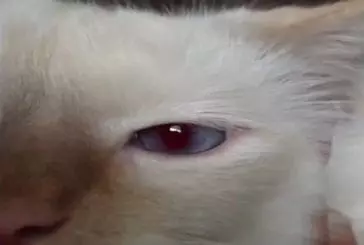 Les pupilles de ce chat se dilatent avec le son