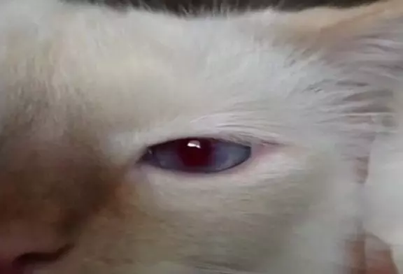 Les pupilles de ce chat se dilatent avec le son