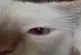 Les pupilles de ce chat se dilatent avec le son