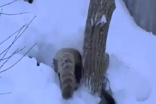 Bébé pandas rouges gambadant dans la neige