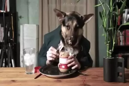 Juste un chien dans un manger du beurre d’arachide de costume