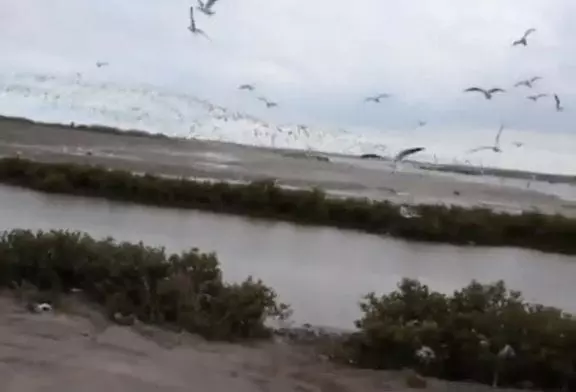 Mec s’excite en se nourrissant d’oiseaux