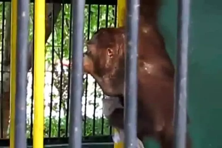 La chemise d’orang-outan voleur