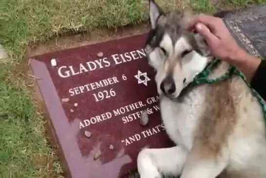 Chien pleure sur la tombe de son maître