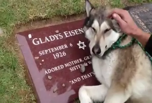 Chien pleure sur la tombe de son maître