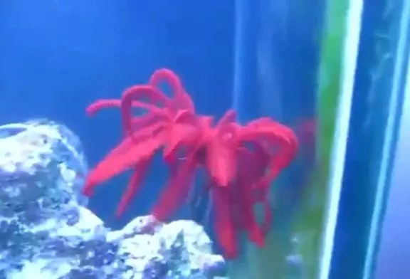 Drôle de bête dans un aquarium