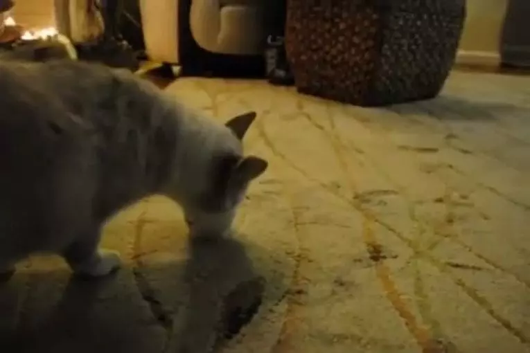 Tête de chat se coince dans pot de yogourt