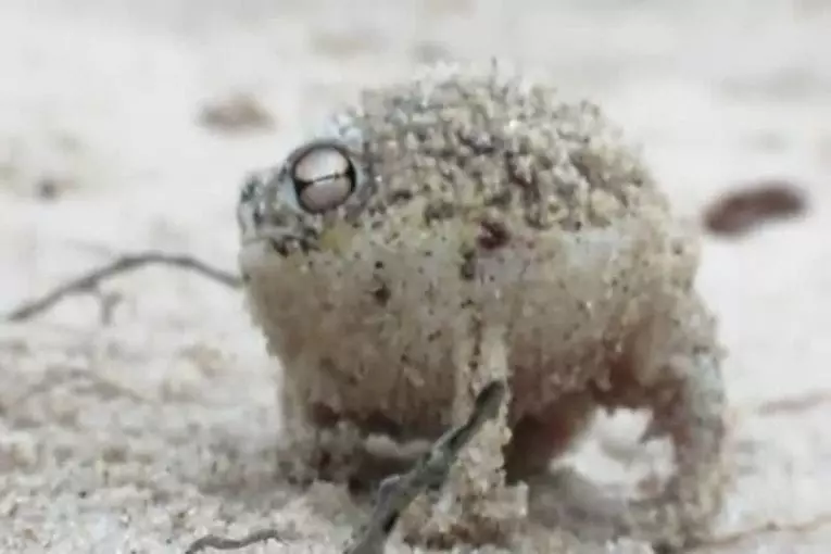 Grenouille la plus adorable du monde