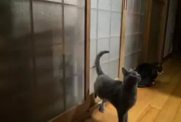 Chat frappe rapidement à la porte pour entrer