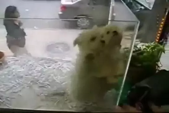 2 mignons chiots dansent pour séduire leur futur maître