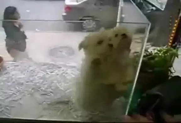 2 mignons chiots dansent pour séduire leur futur maître