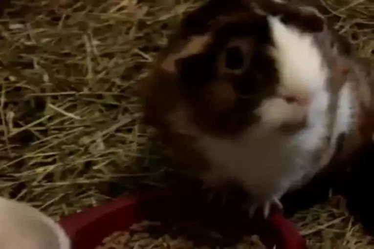 Wheek! wheek! wheek!
